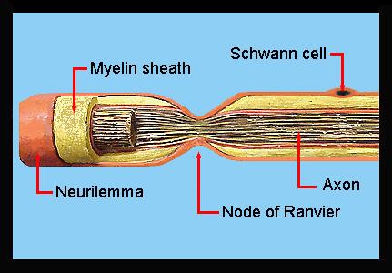 Myelin